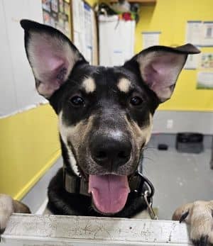 Hugo