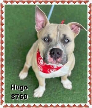 Hugo (833)