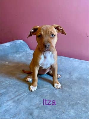 Itza