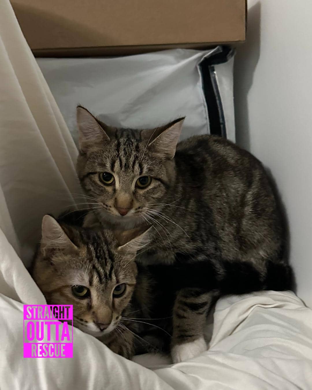 Jammies bonded with Minnow