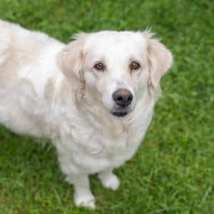 Jasmine - Adoption In Process