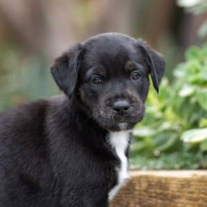 Jasmine Pup - Bracts