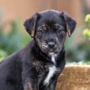 Jasmine Pup - Calyx