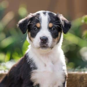Jasmine Pup - Melati - Adopted!