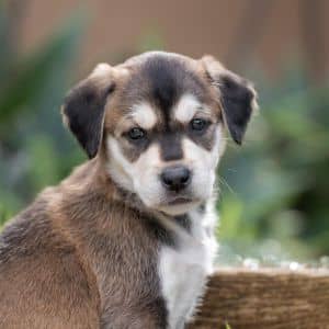Jasmine Pup - Murraya