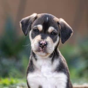 Jasmine Pup - Sambac