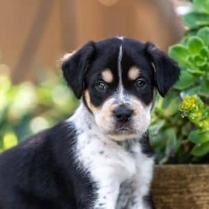 Jasmine Pup - Starry - Adopted!