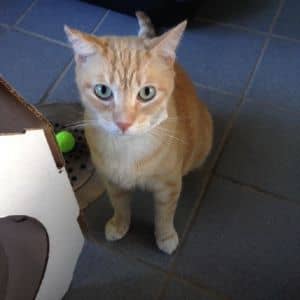 Jasper