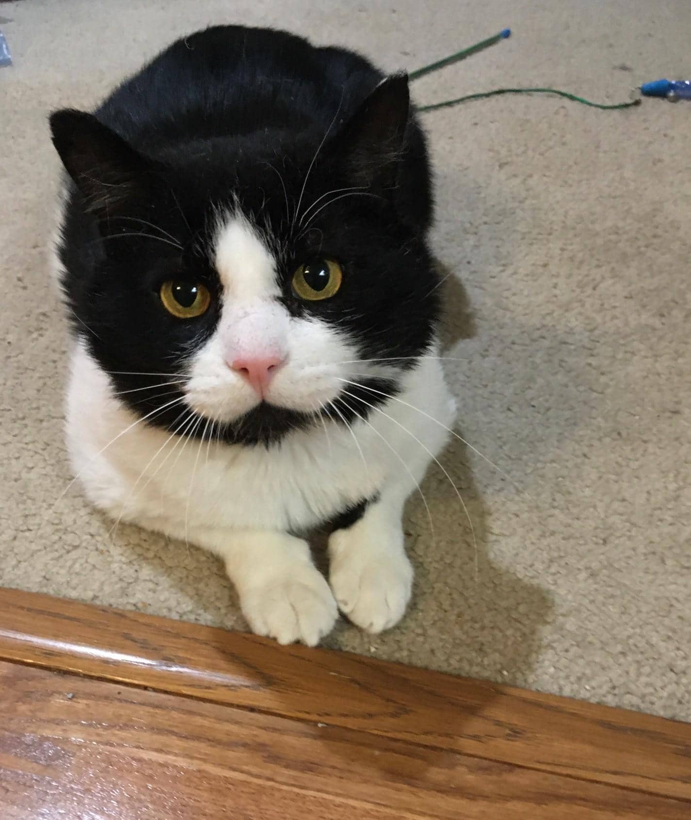 Jasper