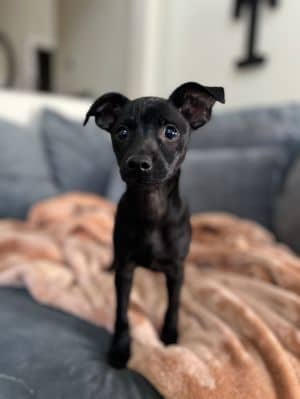 Java