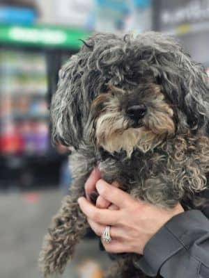 Jazz (bonded with Snowball)