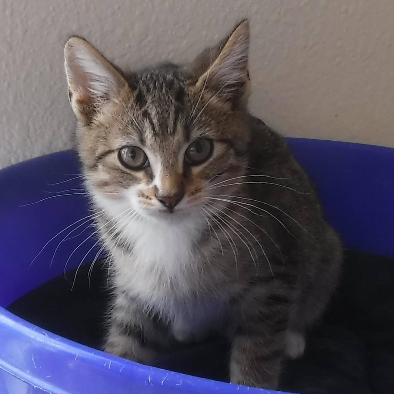 Jimmy - Tiny and So Sweet