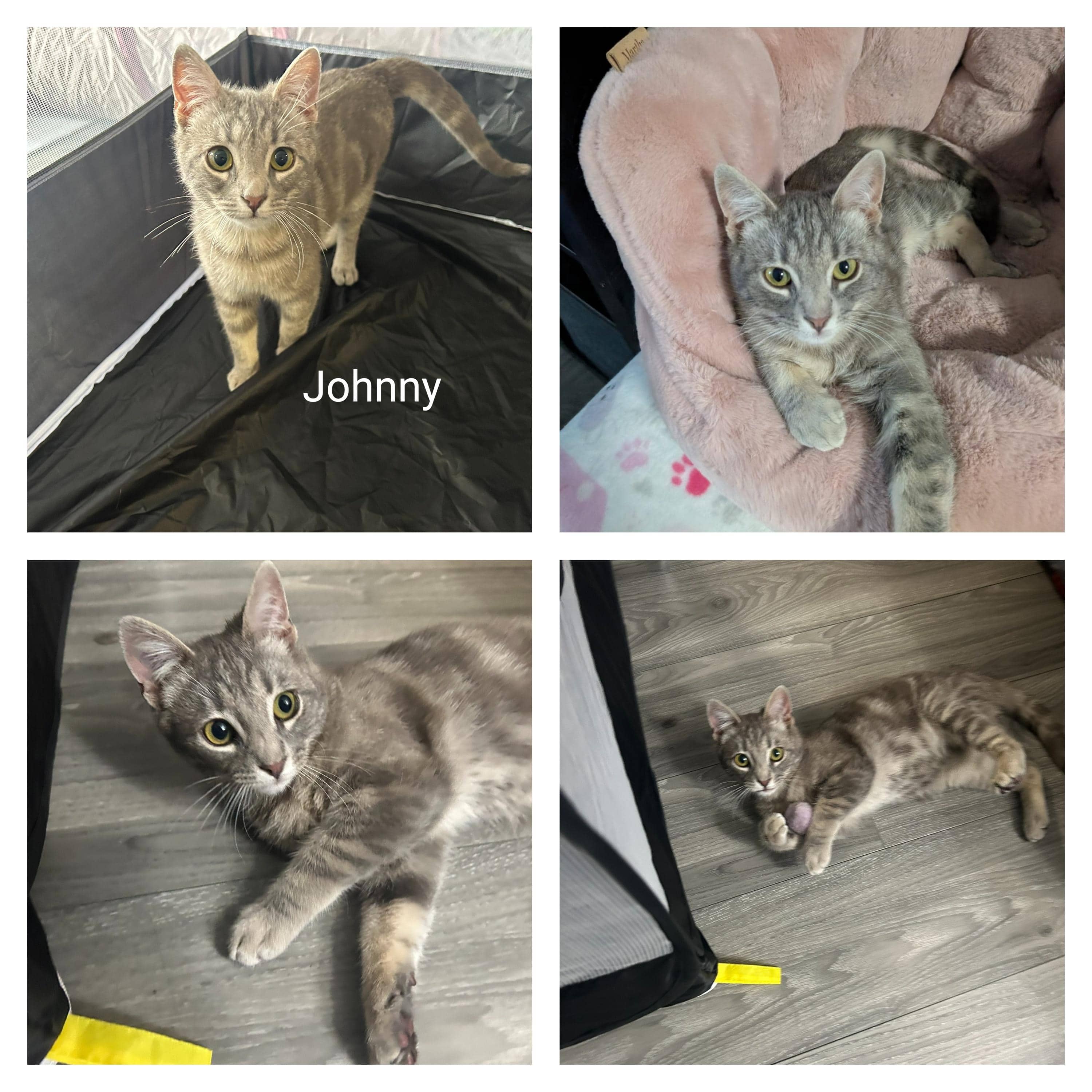 Johnny