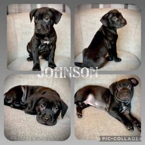 Johnson