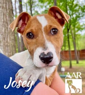 Josey