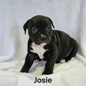 Josie