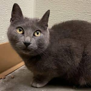 Josie (Jurgensen Ln Cat)