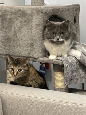 Julie * Bonded To Zaitona * In Foster* *