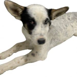 Kami