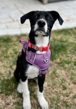 Kandy Roo