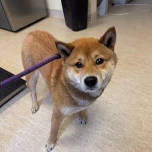 Kilala