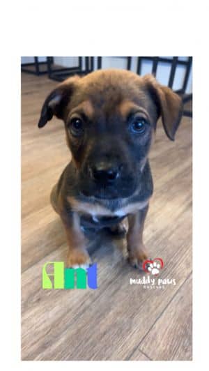 Kira's Litter: Ant