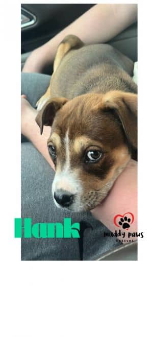 Kira's Litter: Hank