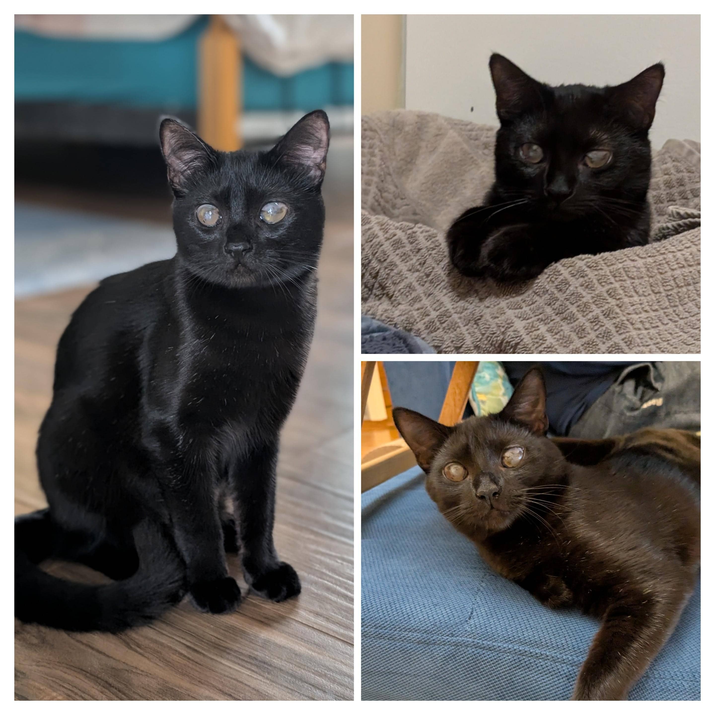 Kitty - Bonded to Prince