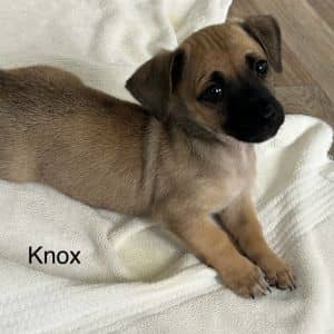 Knox (M)