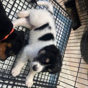 Koda