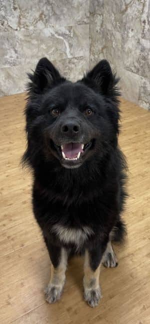 Koda