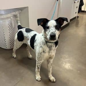 Kona - Leash Trained, Loves Dogs!