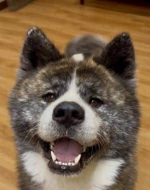 Kuma
