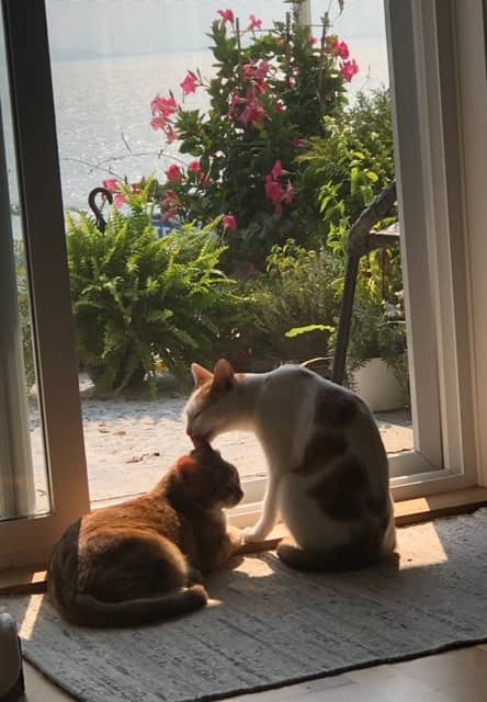 Kyrie Lynn (bonded with Misty Rose) - $300 for the pair
