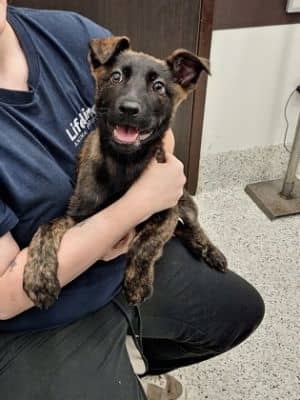 Lady Bugg-ADOPTED