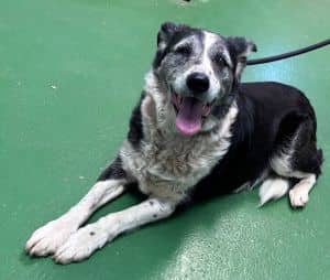 Lady - Not at shelter (Joan)