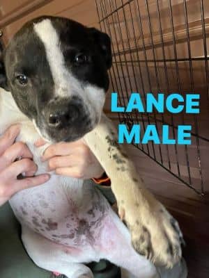 Lance