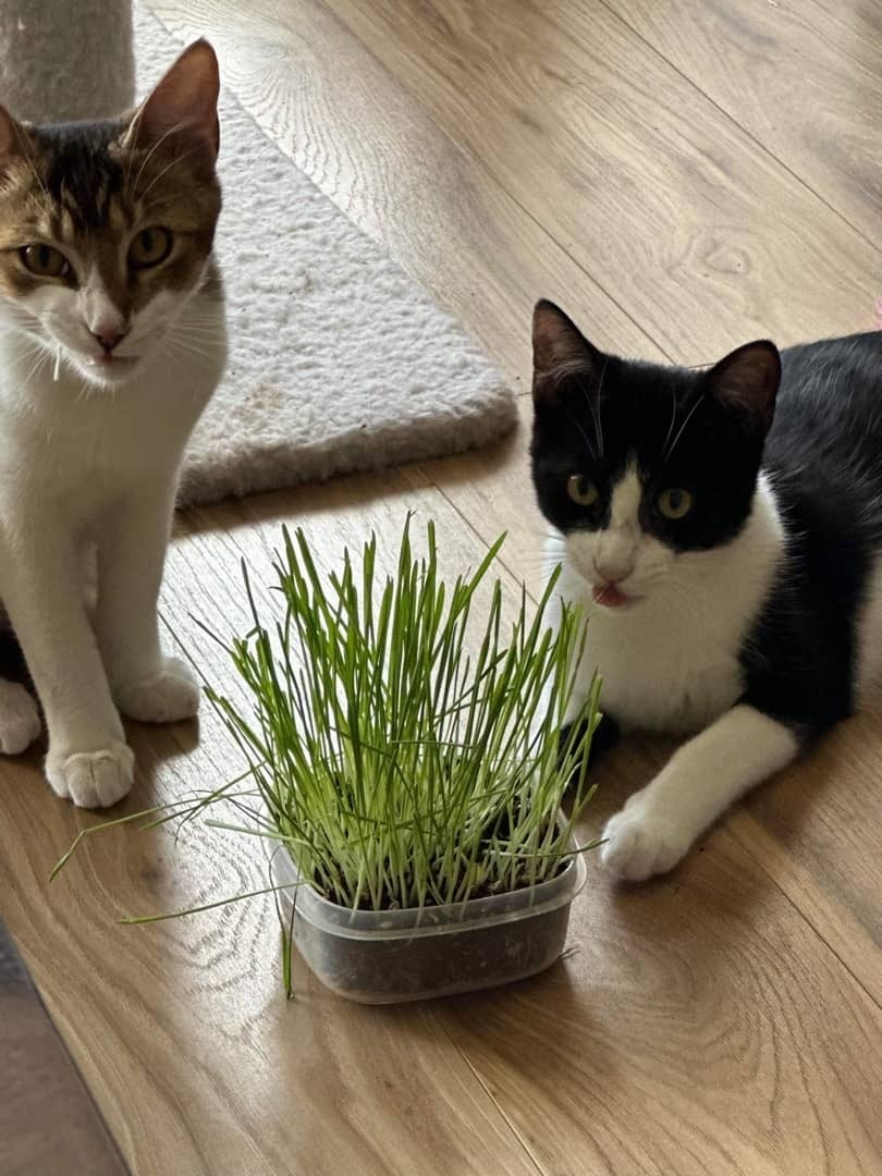 Lani & Kane (bonded pair)