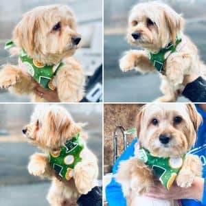 Laverne (bonded w/ Shirley)