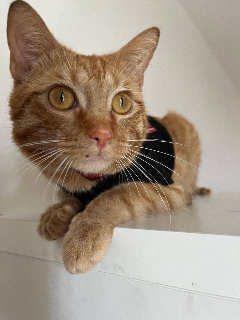 Leo the Lion