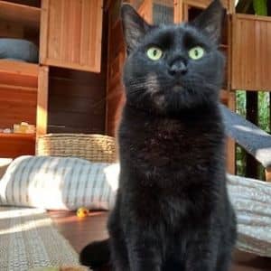 Lilikoi - Courtesy Posting