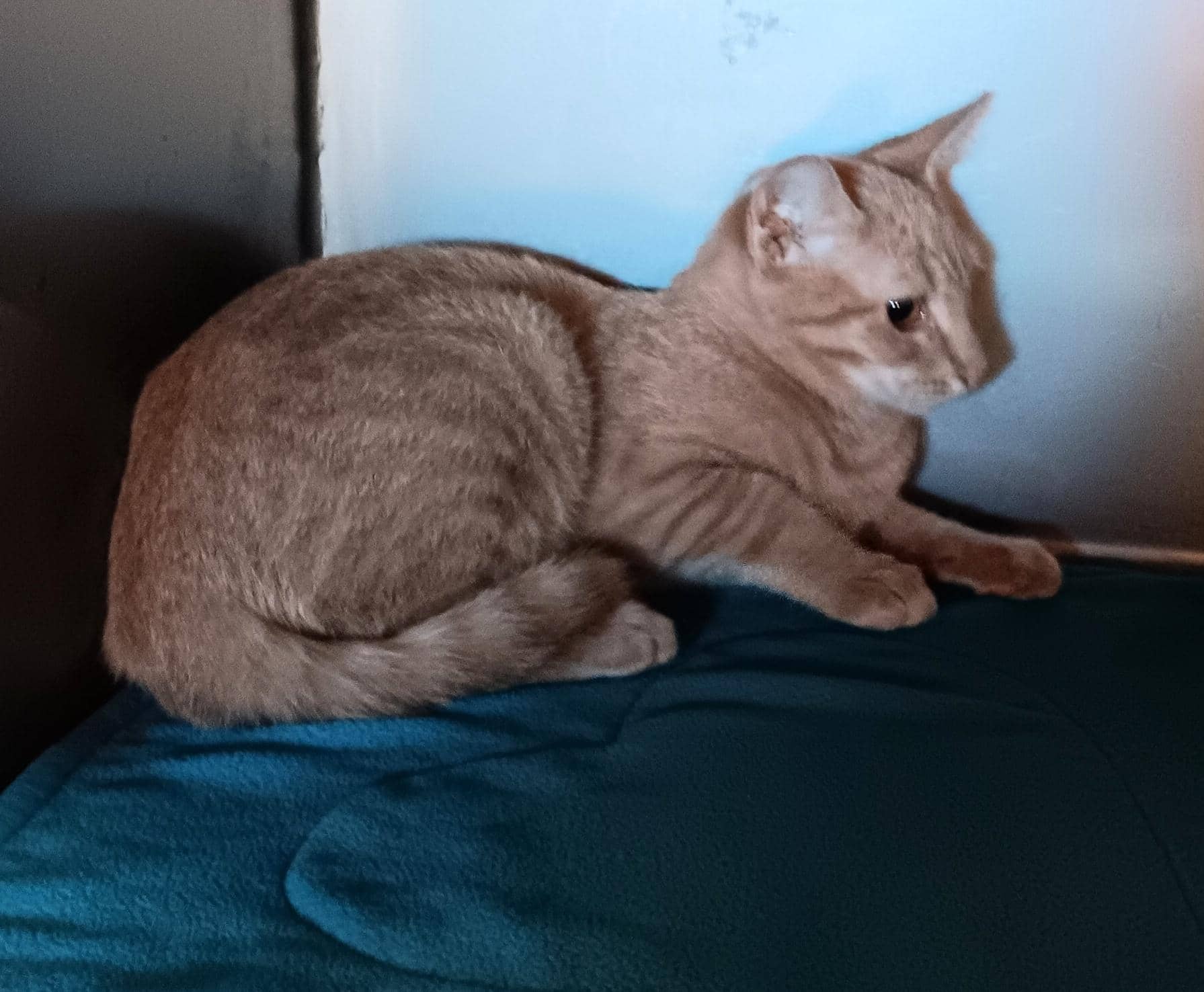 Little Boy