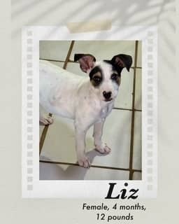Liz