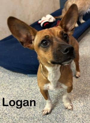 Logan