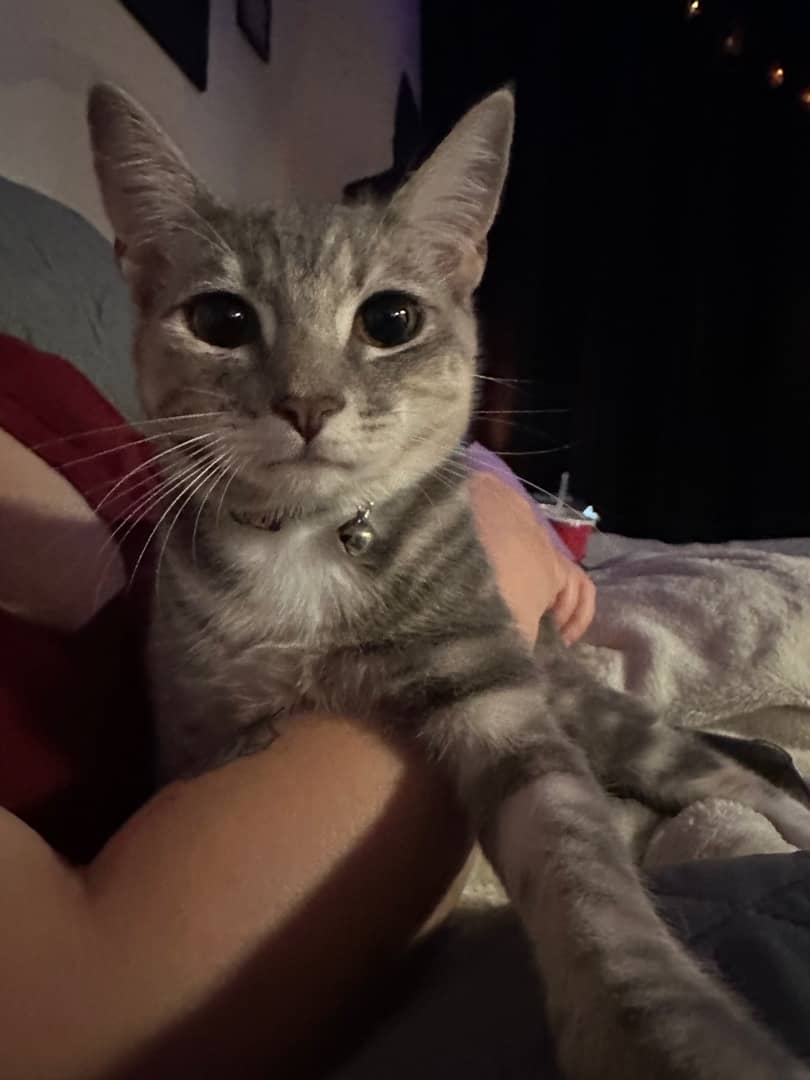 Loki