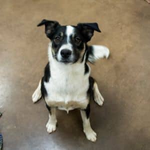 Lucy - Working Dog! Loves other dogs!