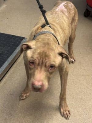 Lusitano -ADOPTED!