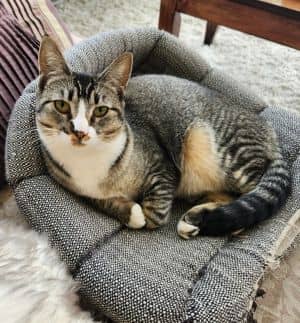 Lynx (Lillygirl)
