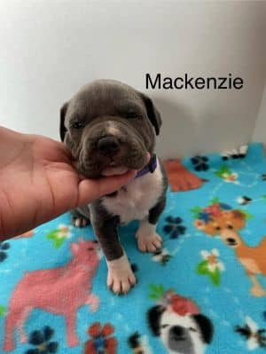 Mackenzie