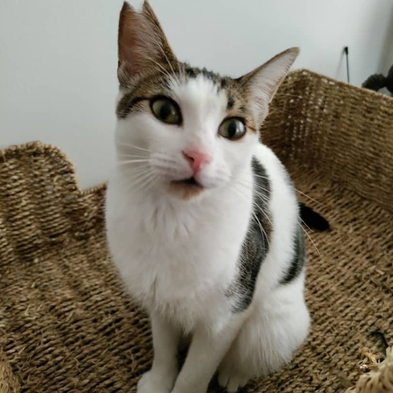 Mae